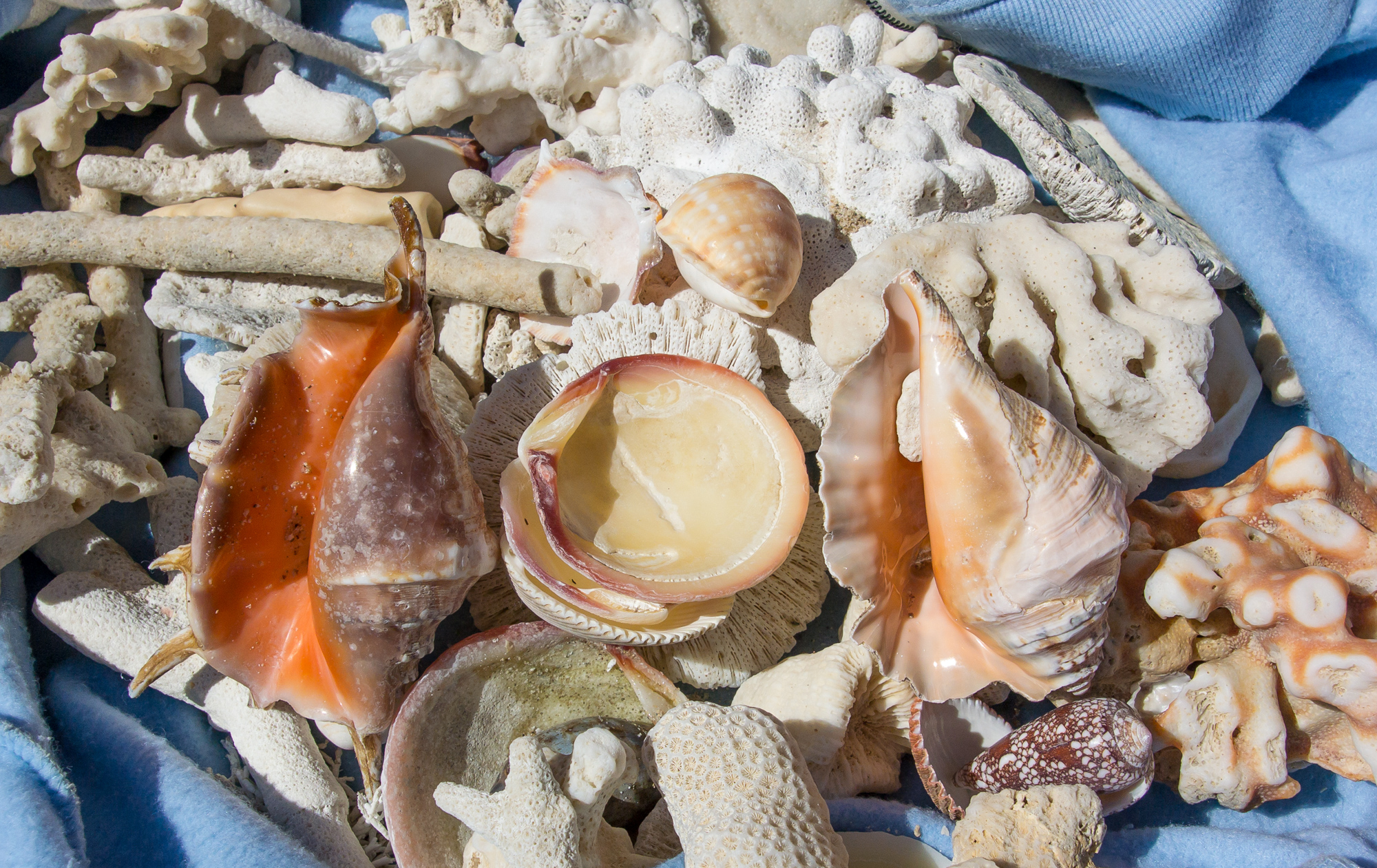 bowden-island-mission-beach-27