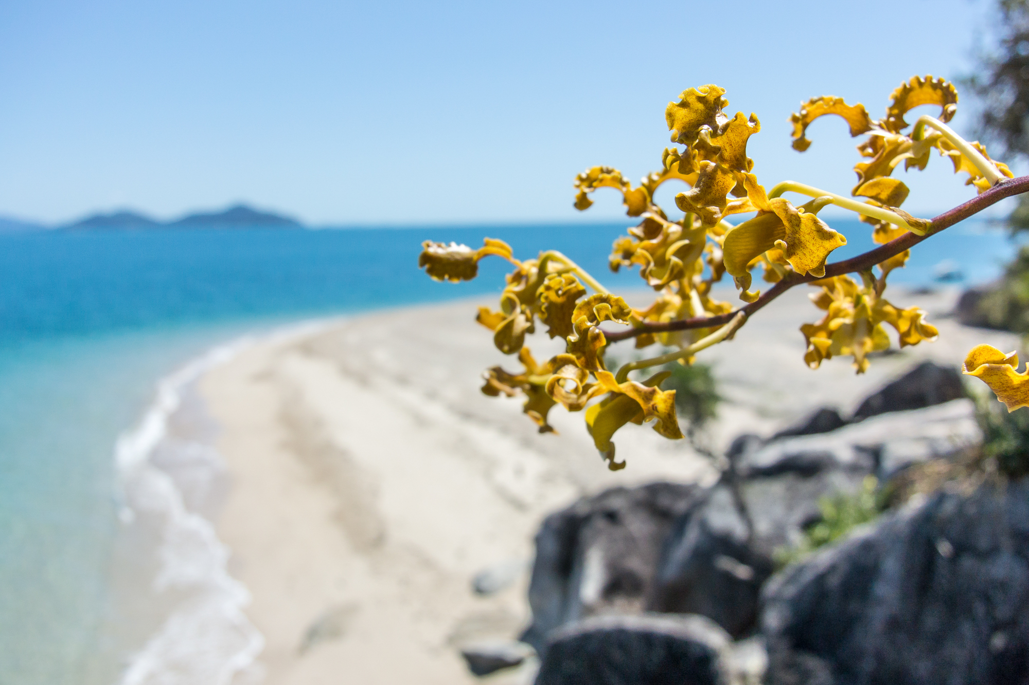 bowden-island-mission-beach-50