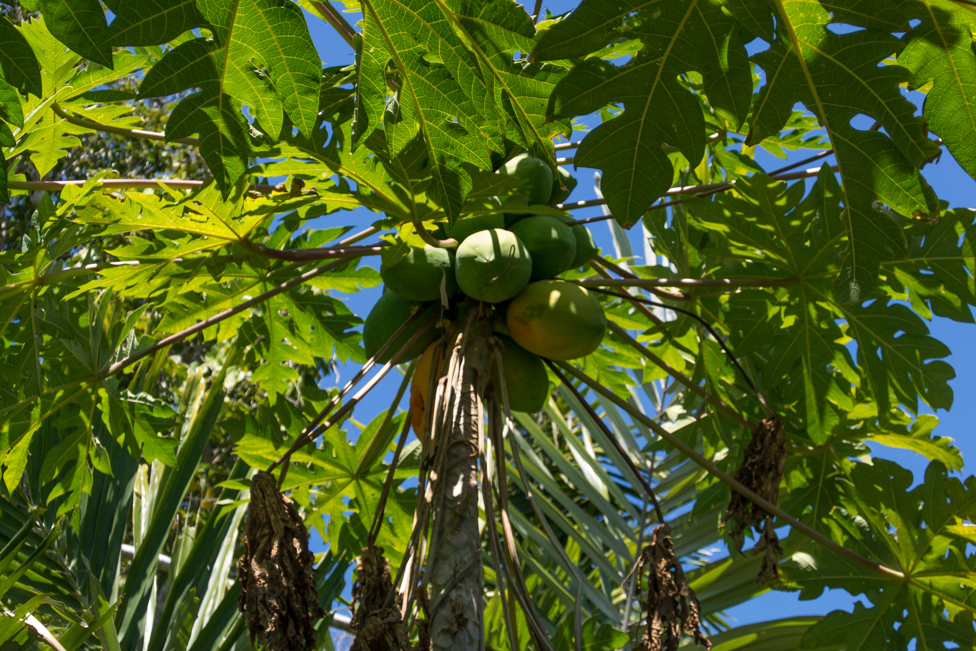 bowden-island-mission-beach-66