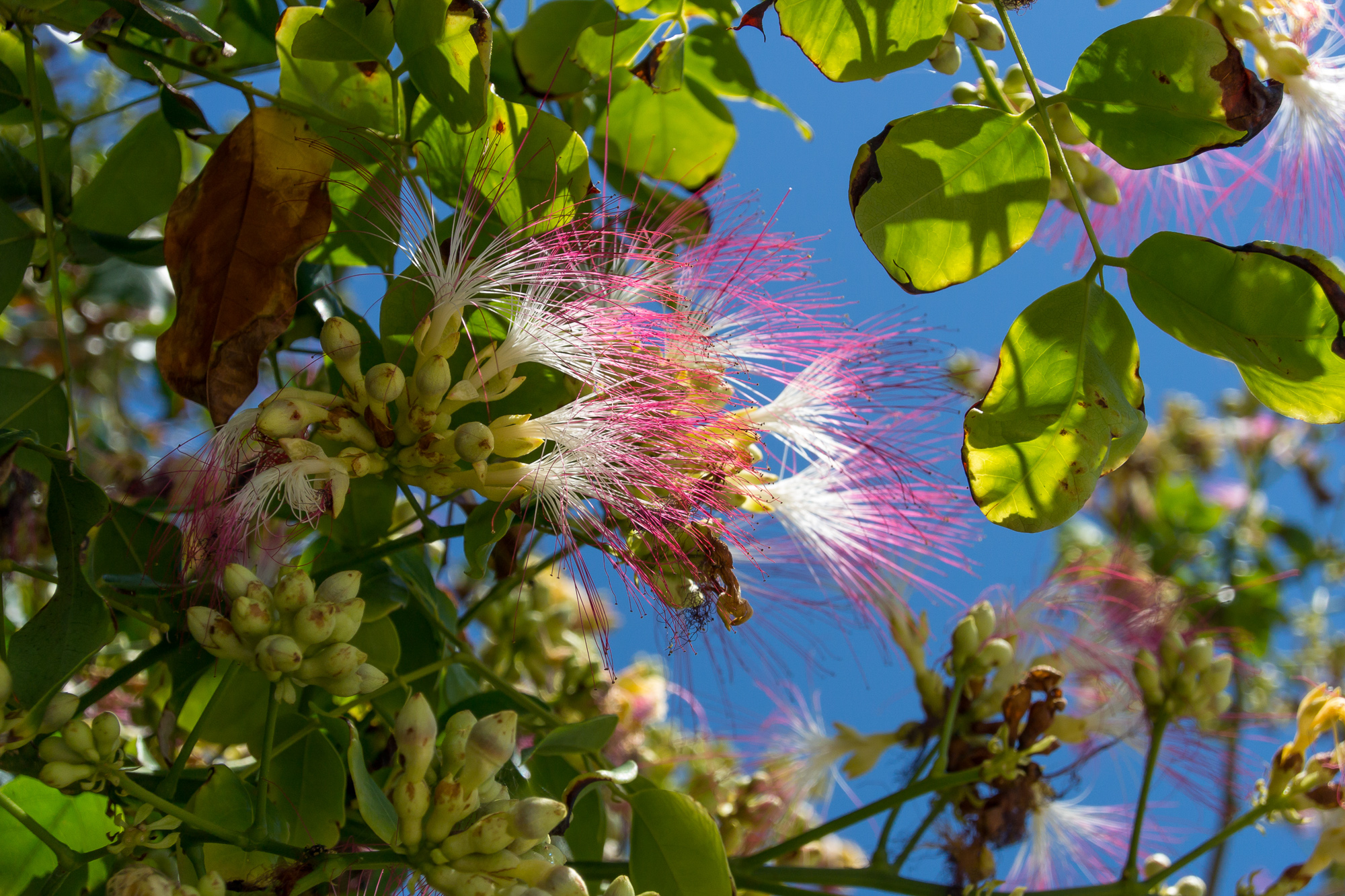 bowden-island-mission-beach-73