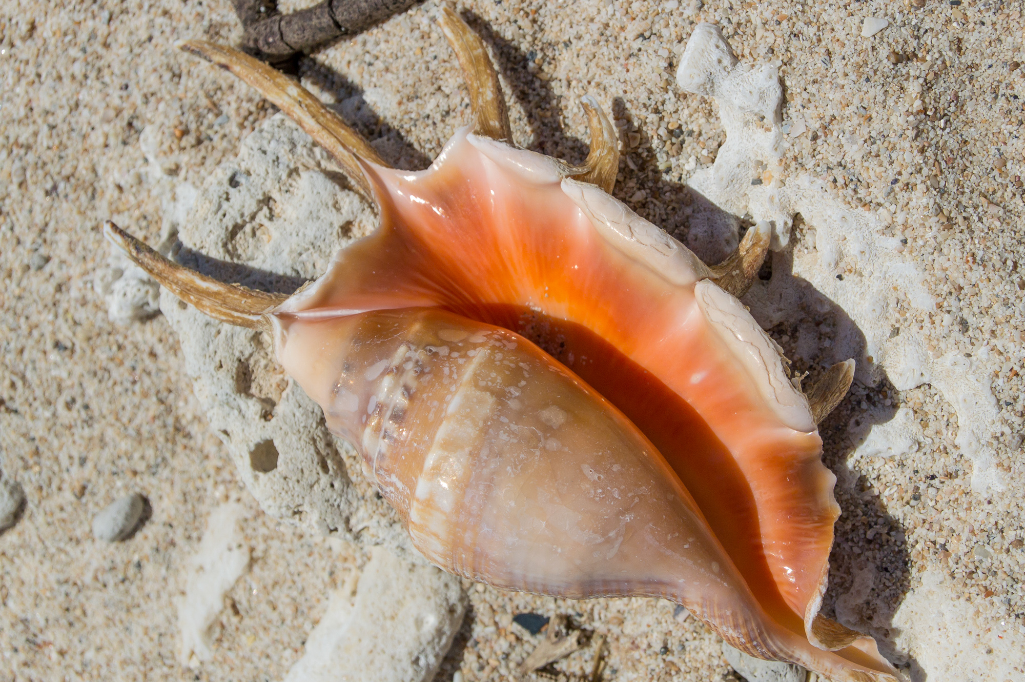 bowden-island-mission-beach-76