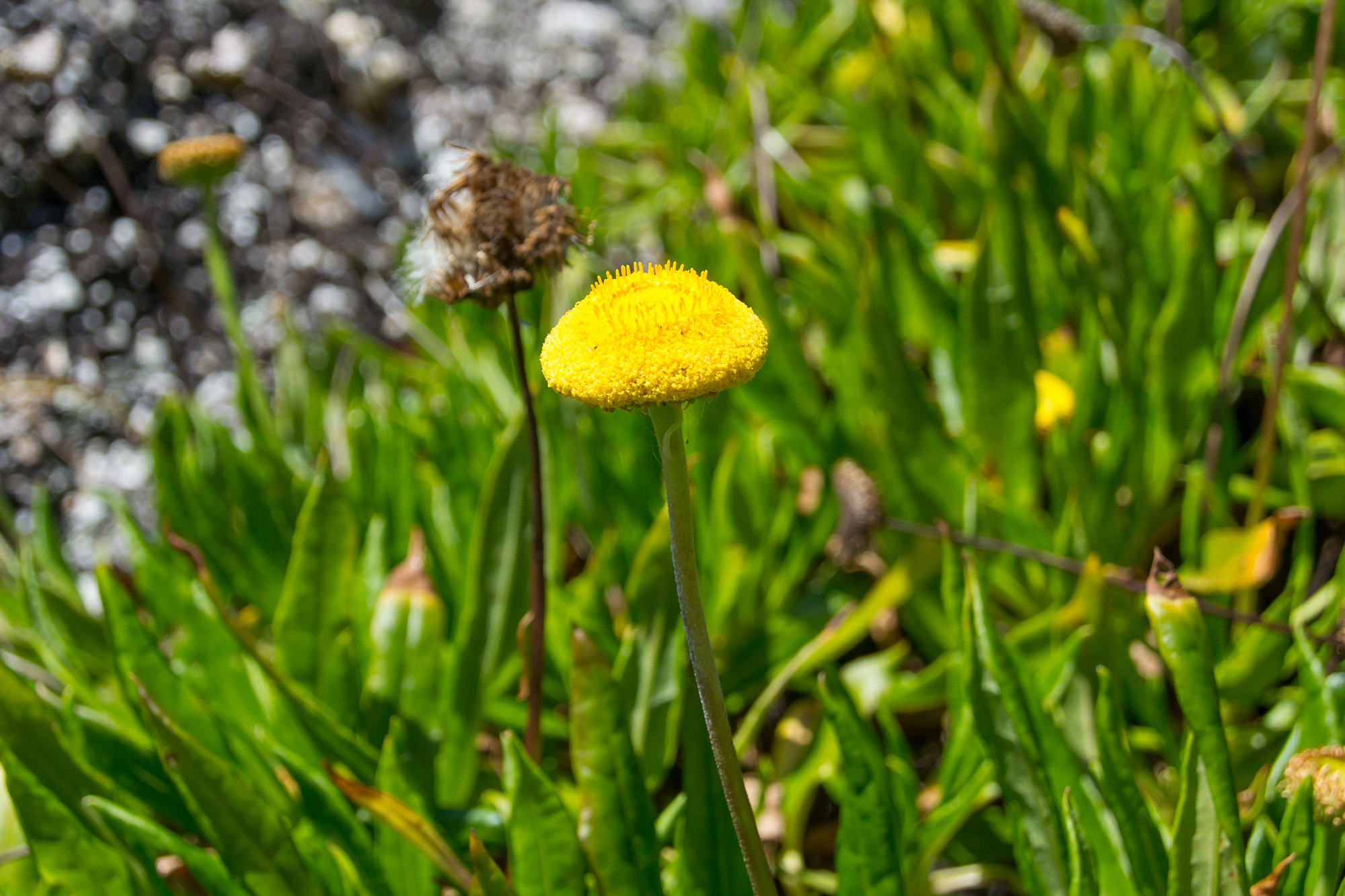 bowden-island-mission-beach-84