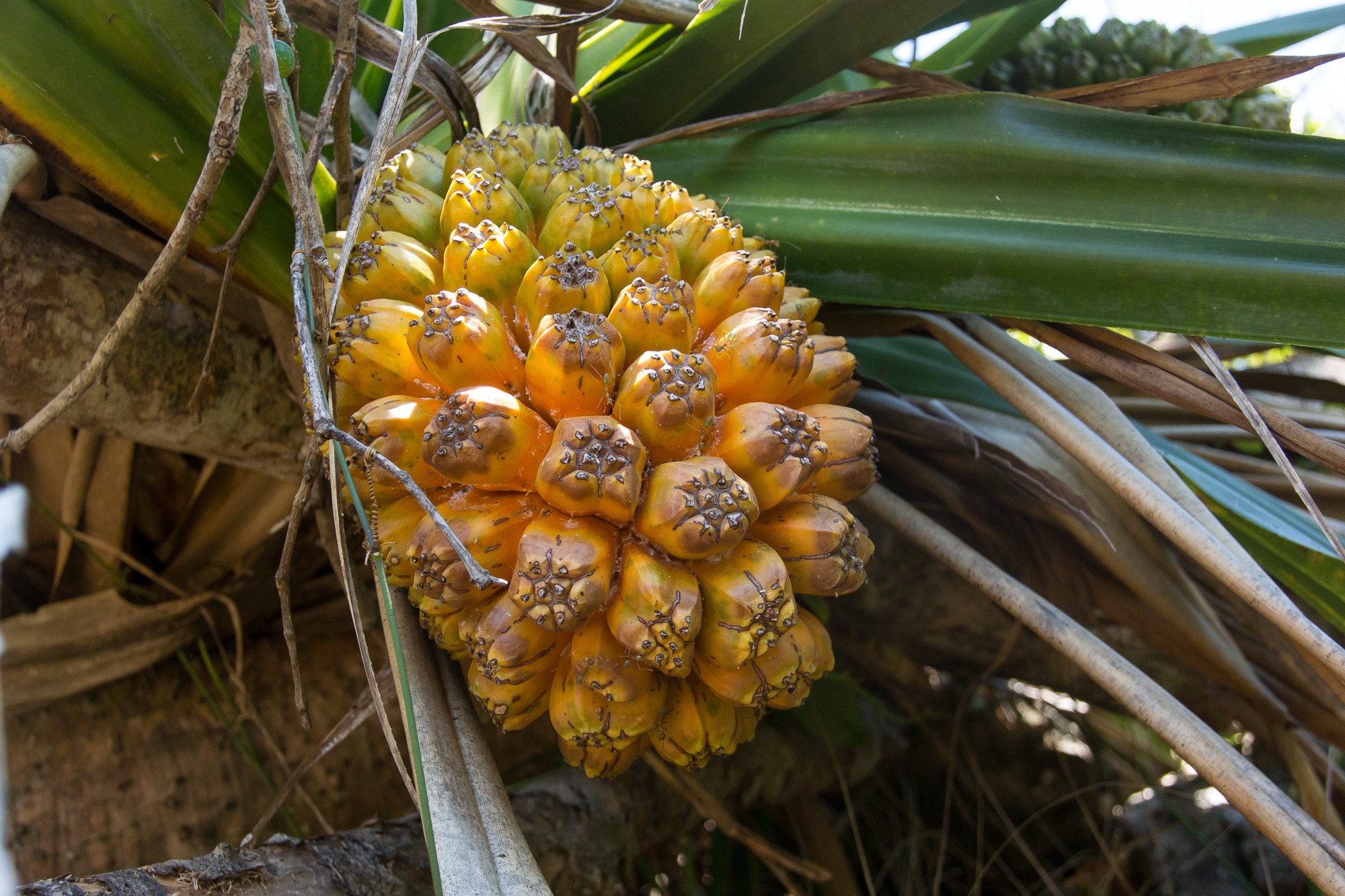 bowden-island-mission-beach-87